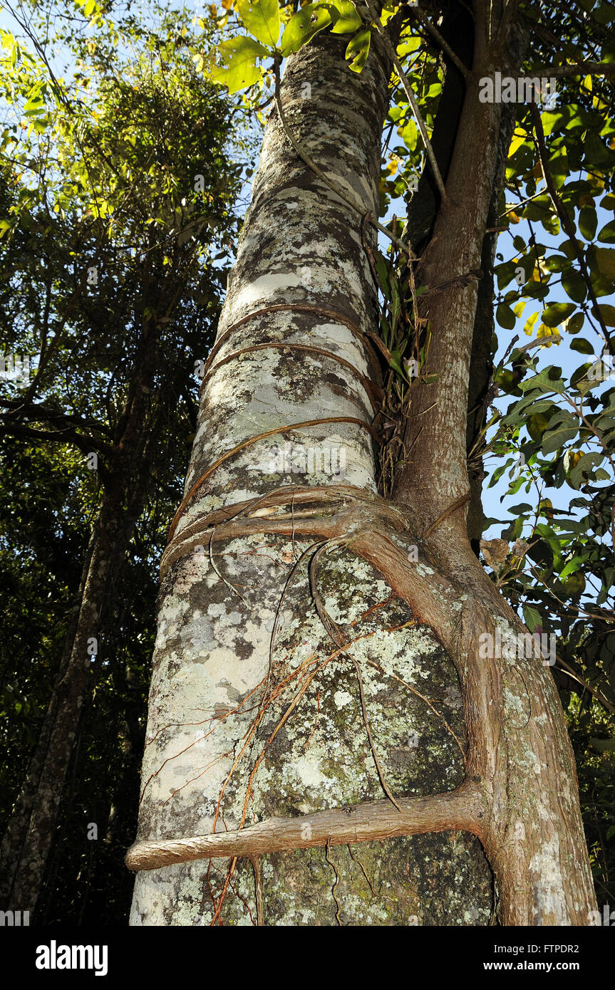 Parasite tree in the countryside of Sao Joao Batista`s Gloria - MG Stock Photo